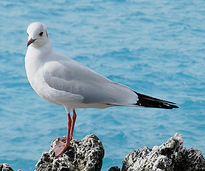 Mouette Rieuse